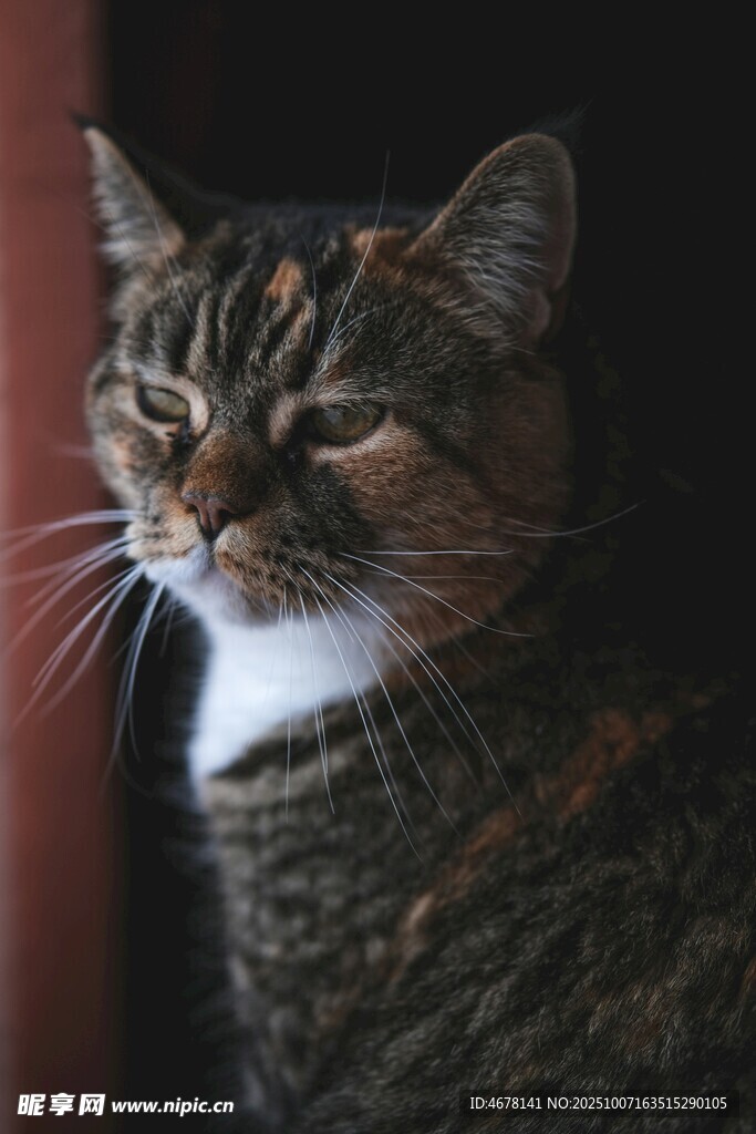 窗边的斑纹猫咪