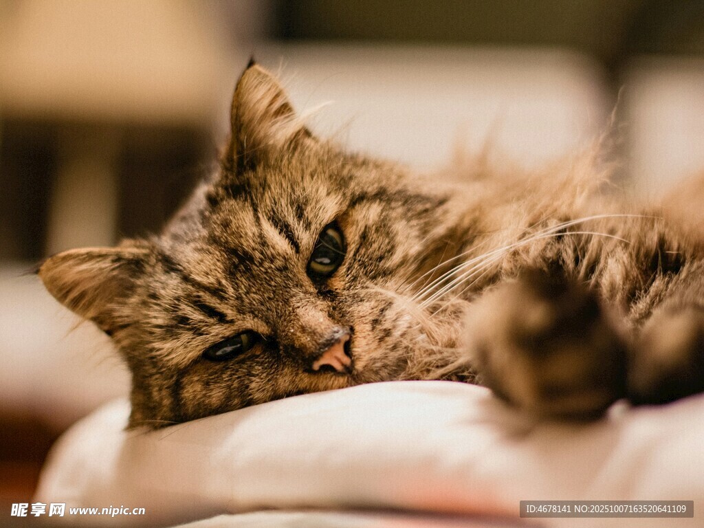 慵懒猫咪惬意趴卧