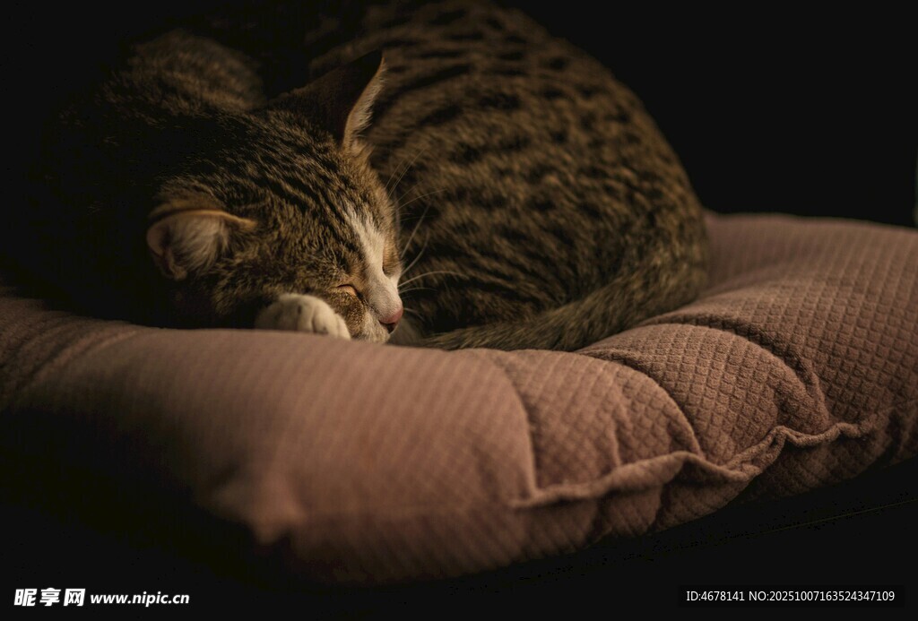 熟睡的猫咪在柔软垫子上