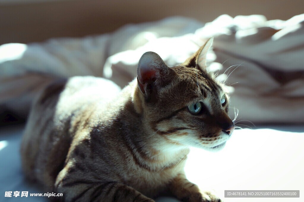 阳光下的躺卧猫咪