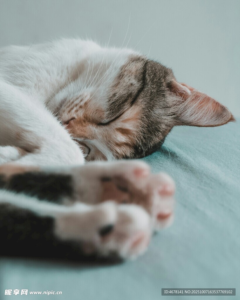 酣睡的猫咪