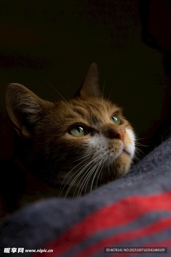 仰头猫咪的温柔瞬间