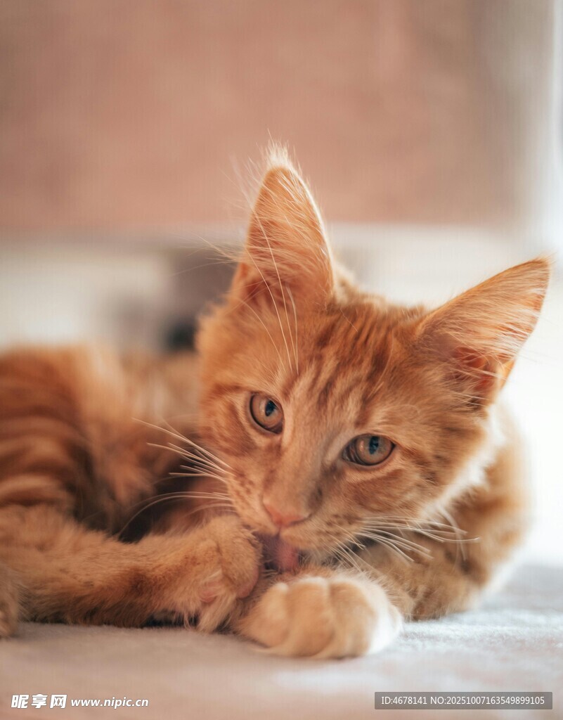 可爱橘猫趴卧姿态展示