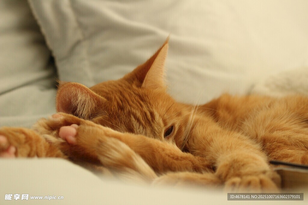橘猫慵懒躺卧沙发小憩