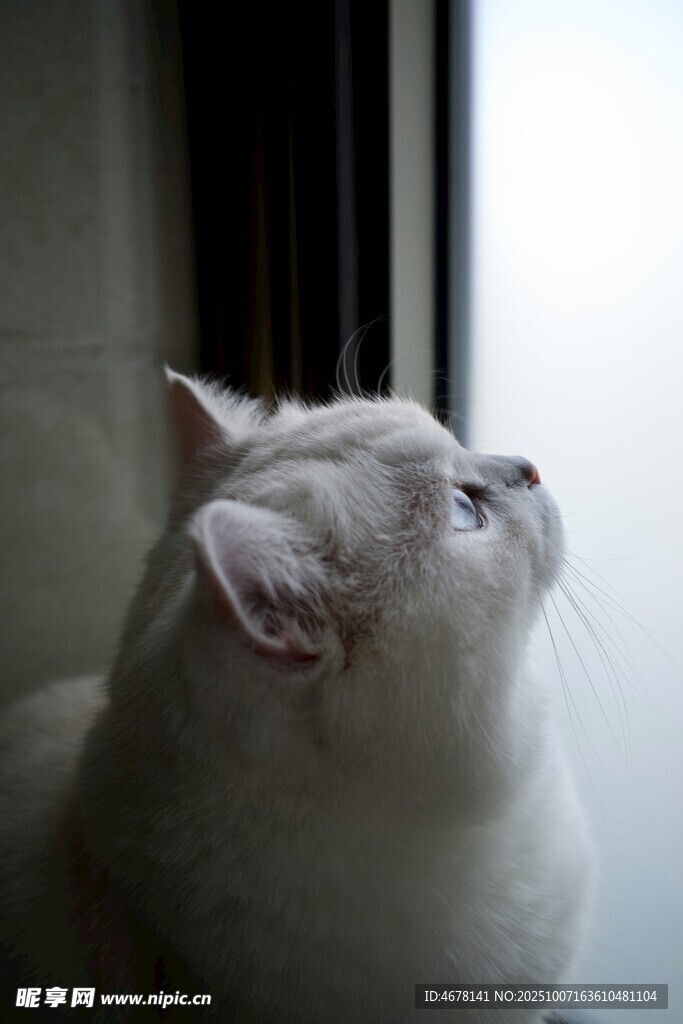 窗边仰头的可爱猫咪