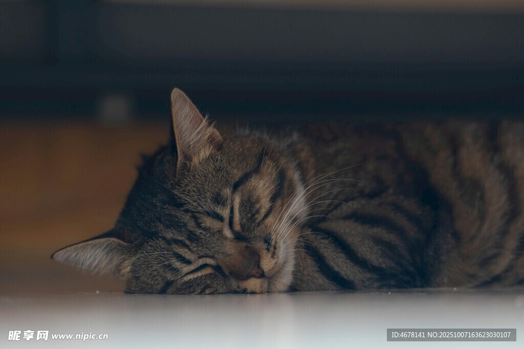 酣睡的条纹猫咪