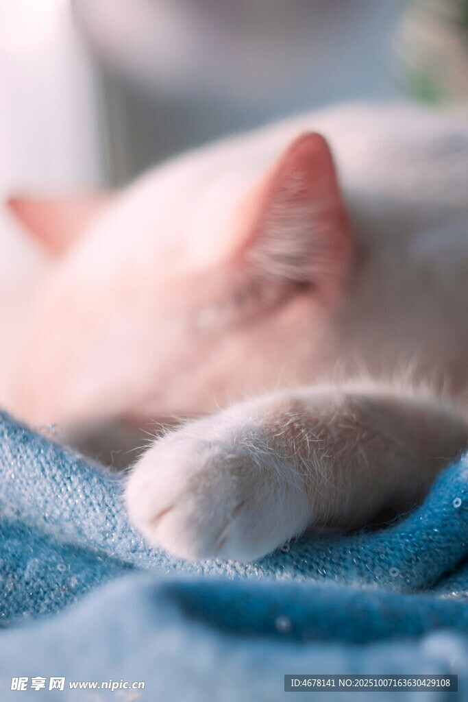 猫咪惬意躺卧在蓝布上