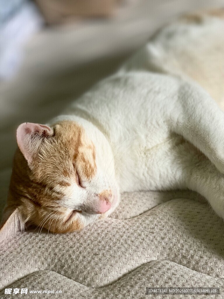 酣睡的橘猫