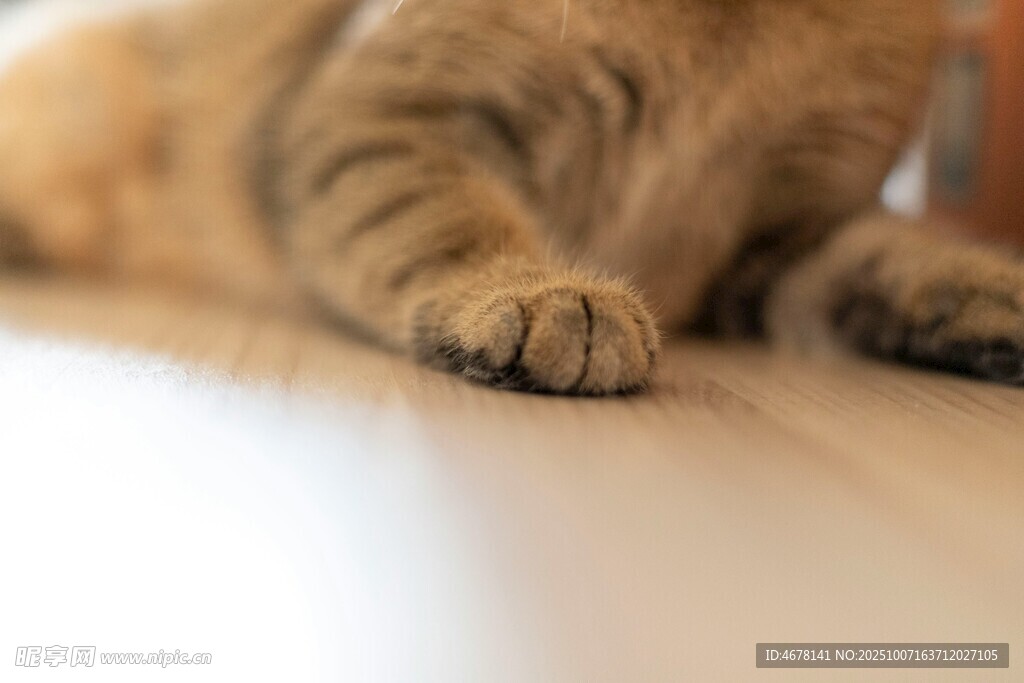 猫咪可爱爪子特写