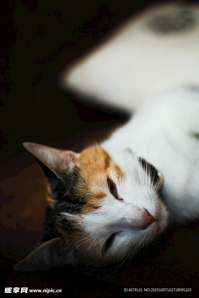 慵懒猫咪惬意躺卧