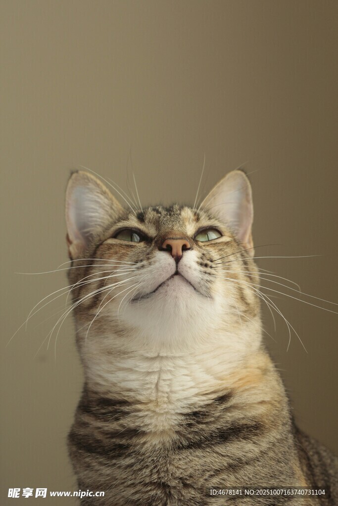 仰头的条纹猫咪