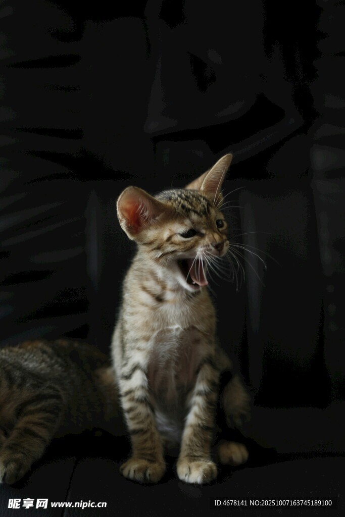 小猫张嘴露齿显可爱