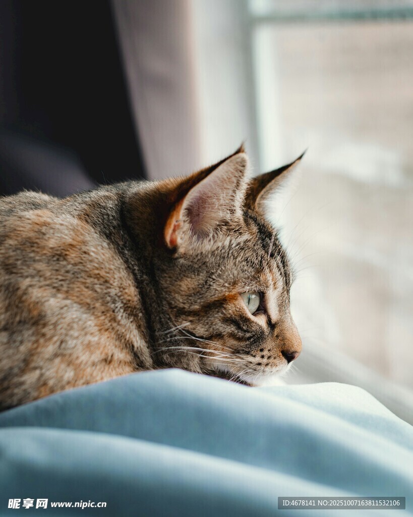 慵懒猫咪趴卧柔软床面