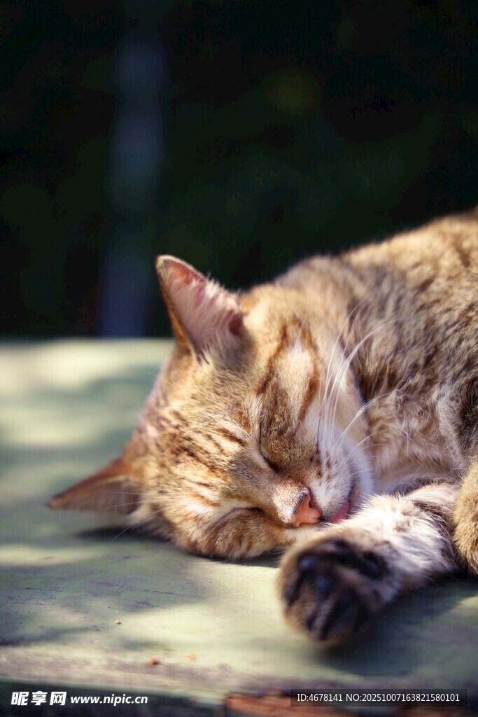 酣睡中的可爱猫咪