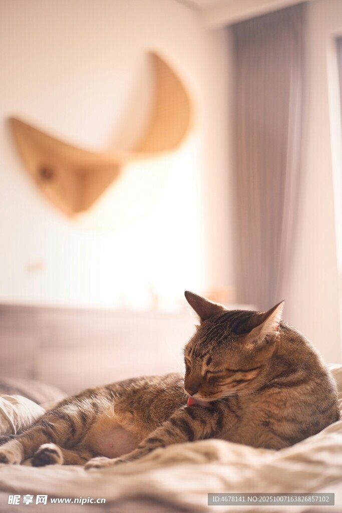 床上慵懒的猫咪