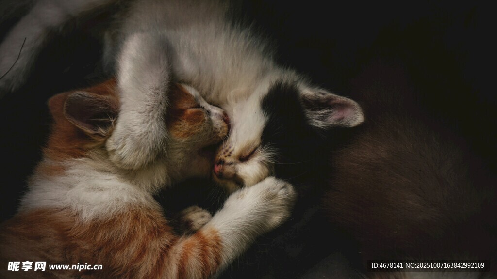 两只猫咪亲昵互动瞬间