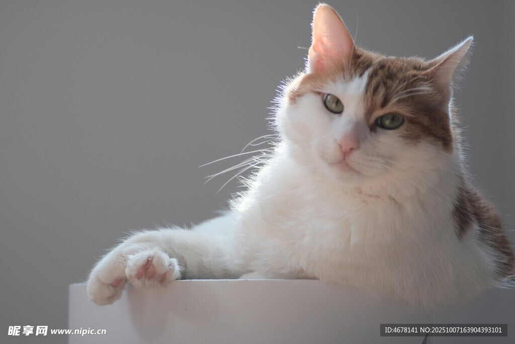 可爱猫咪惬意趴坐
