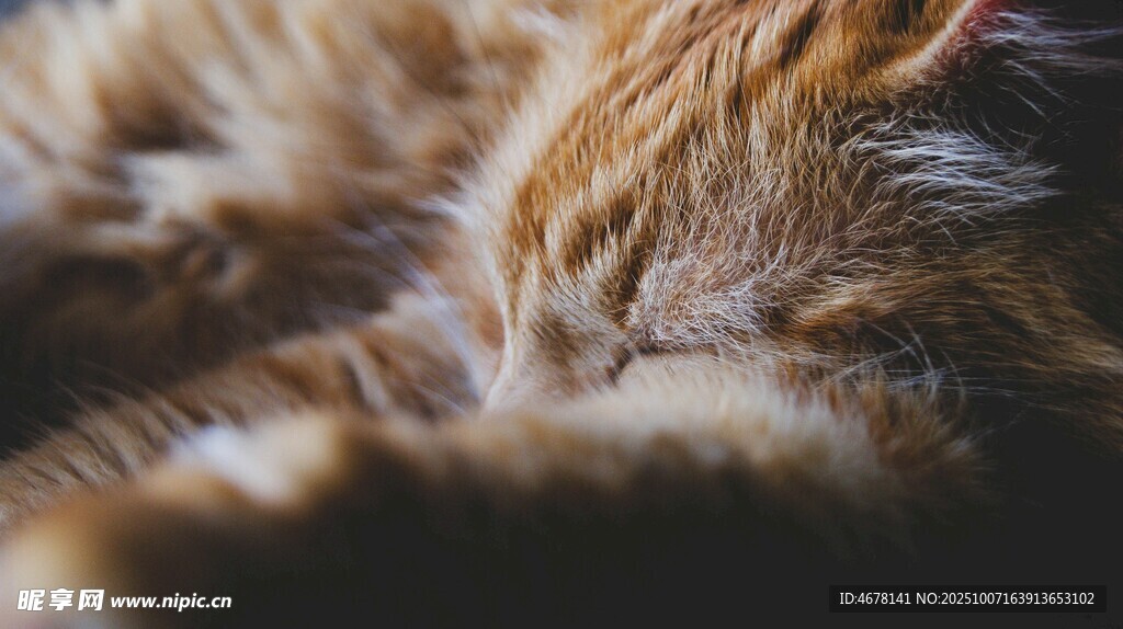 酣睡的橘猫