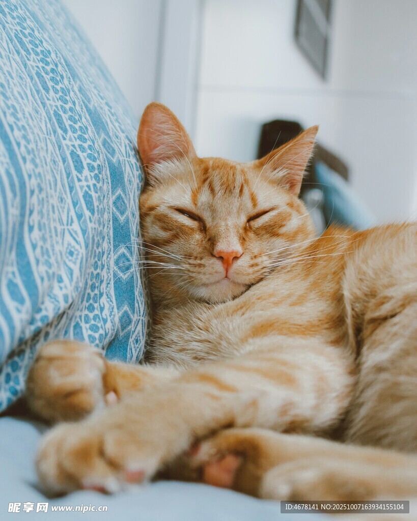 橘猫惬意躺卧