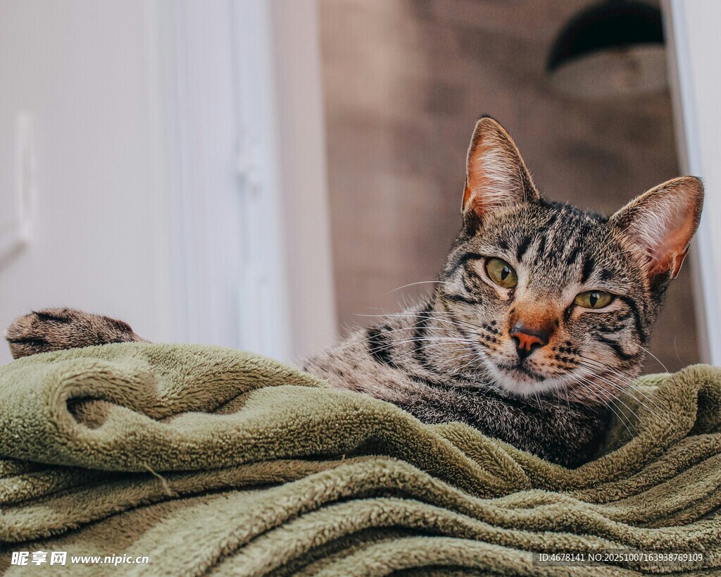 慵懒猫咪惬意躺于毛毯上