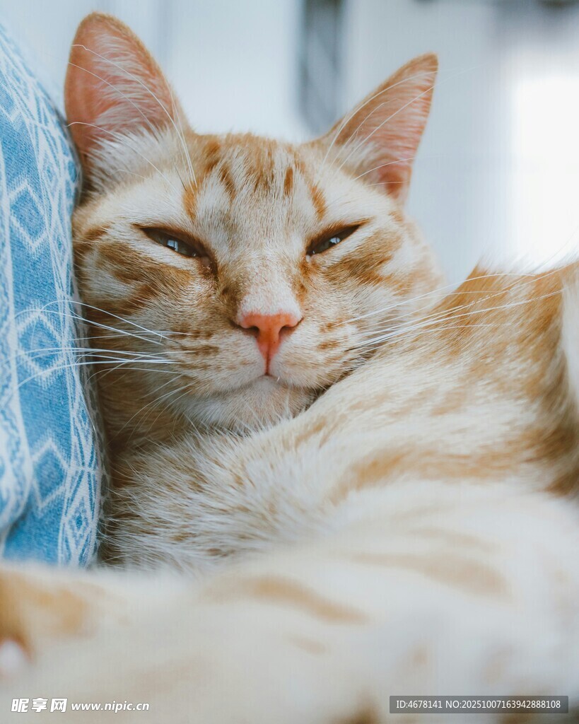 慵懒猫咪惬意休憩