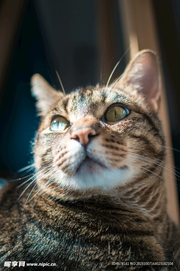 仰望的斑纹猫咪