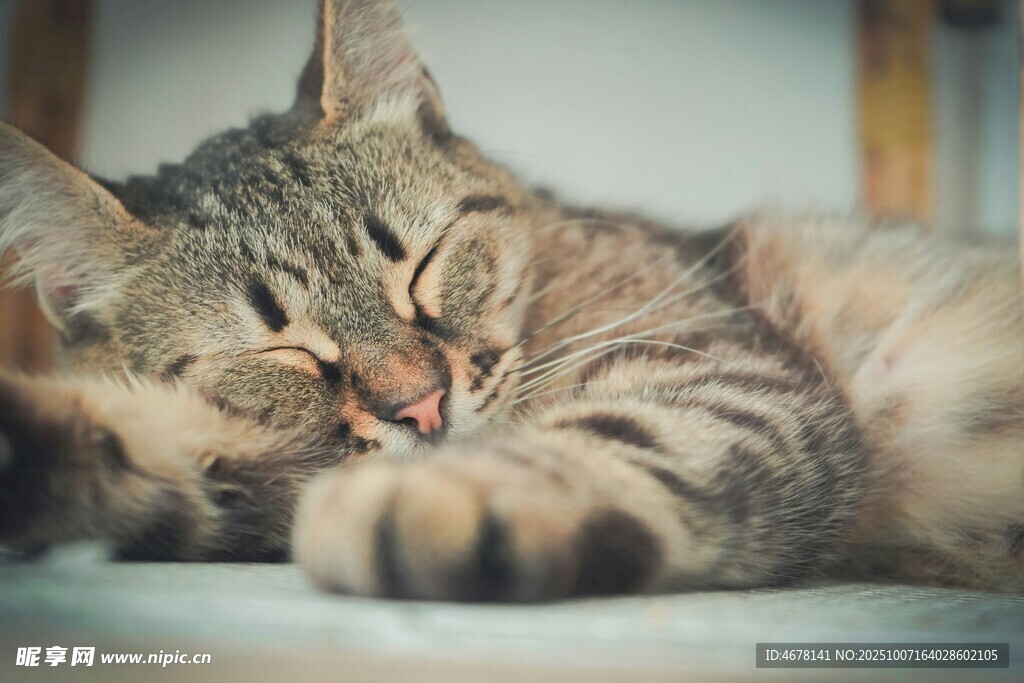 酣睡的条纹猫咪