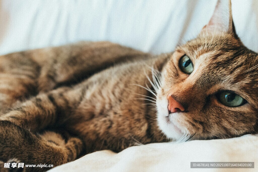 慵懒猫咪惬意躺卧