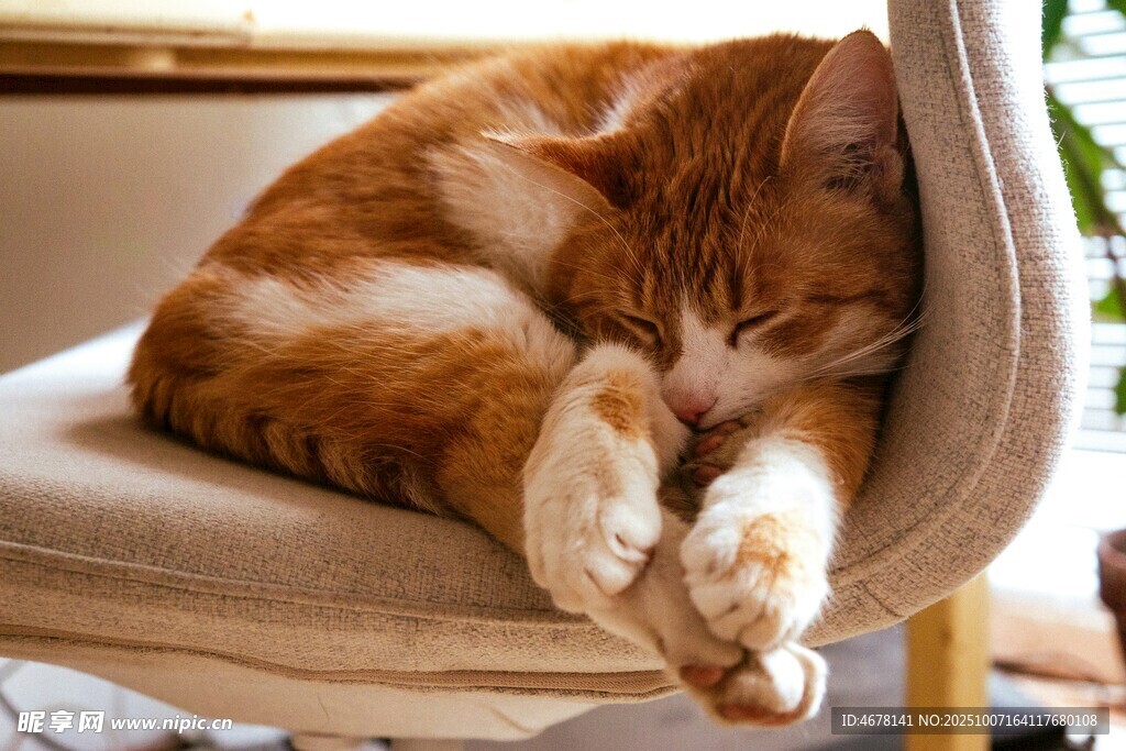 橘猫惬意躺椅上酣睡