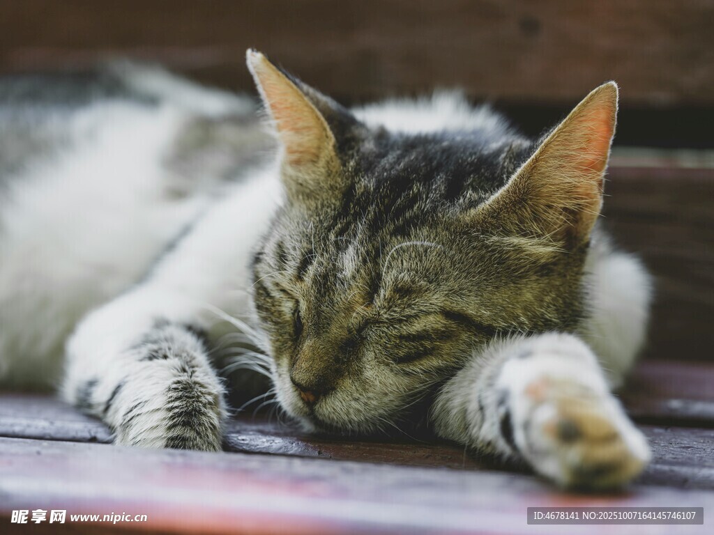 慵懒猫咪惬意躺卧