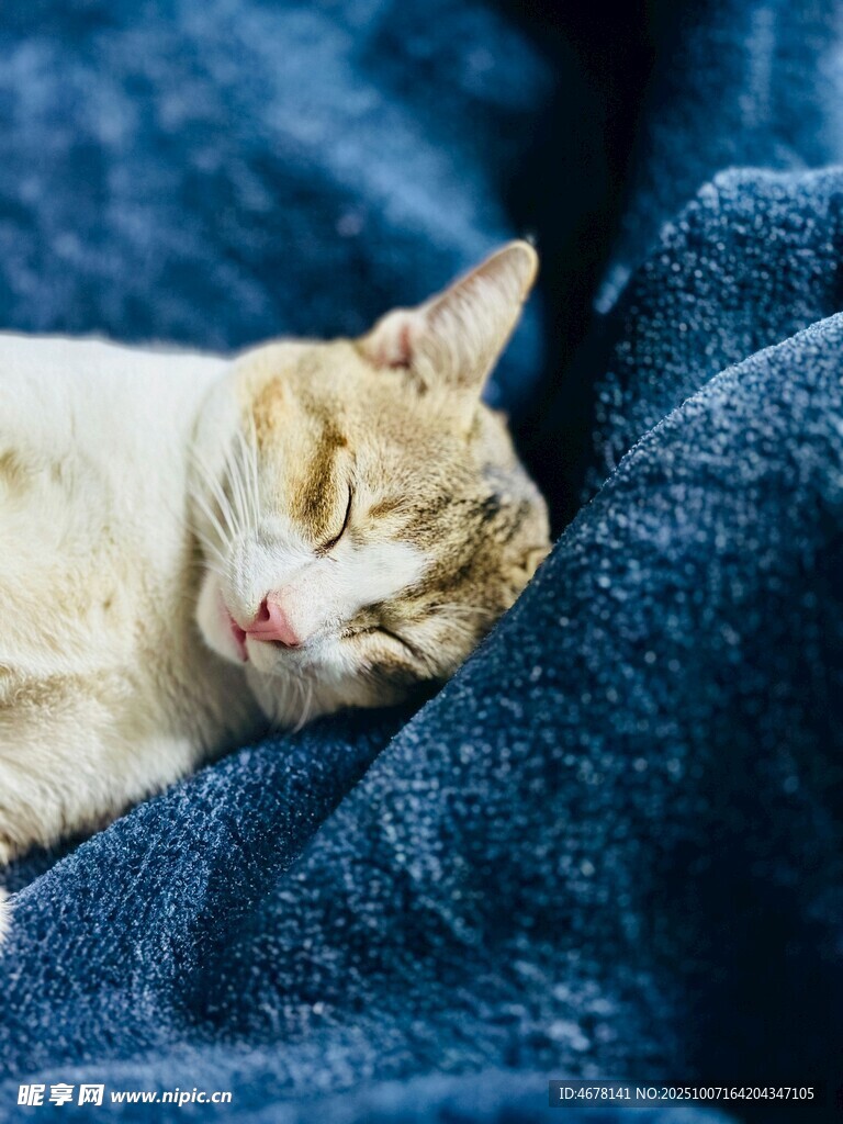 猫咪惬意躺卧蓝色织物上
