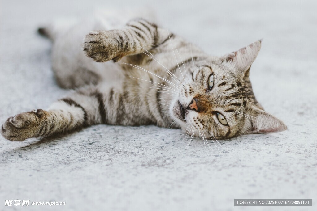 躺卧卖萌的可爱虎斑猫咪