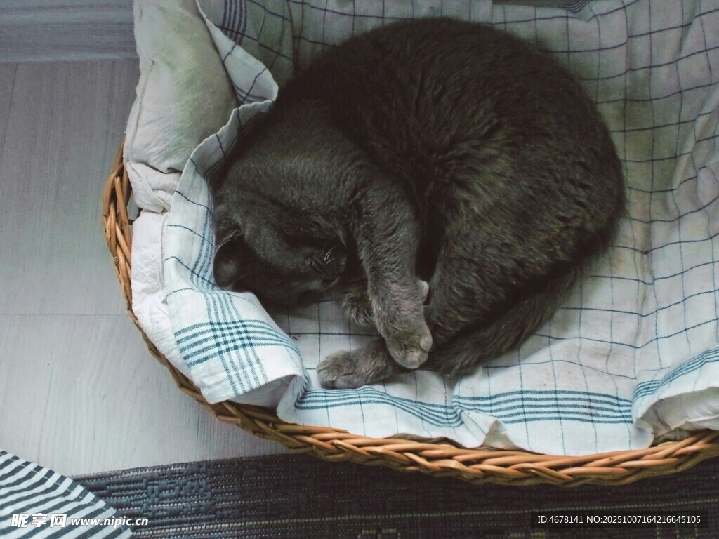 蜷睡在篮中的猫咪