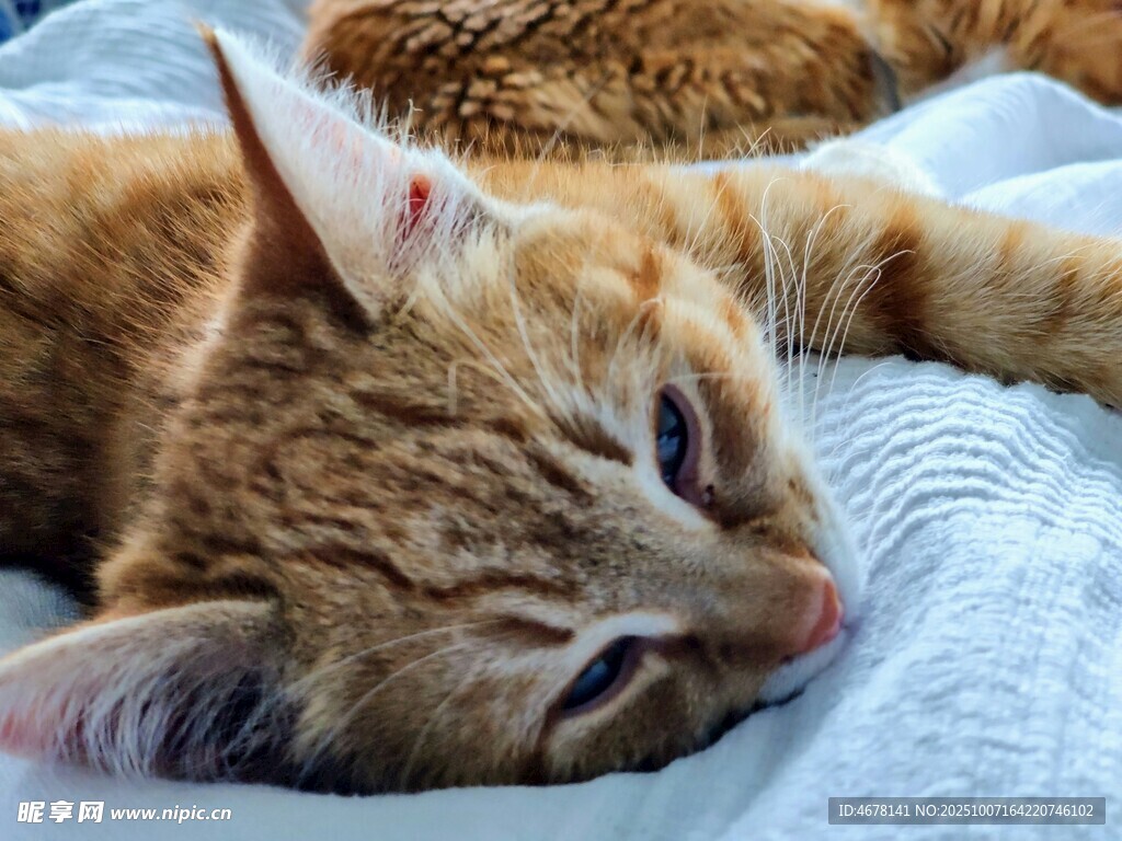 慵懒小猫惬意卧床