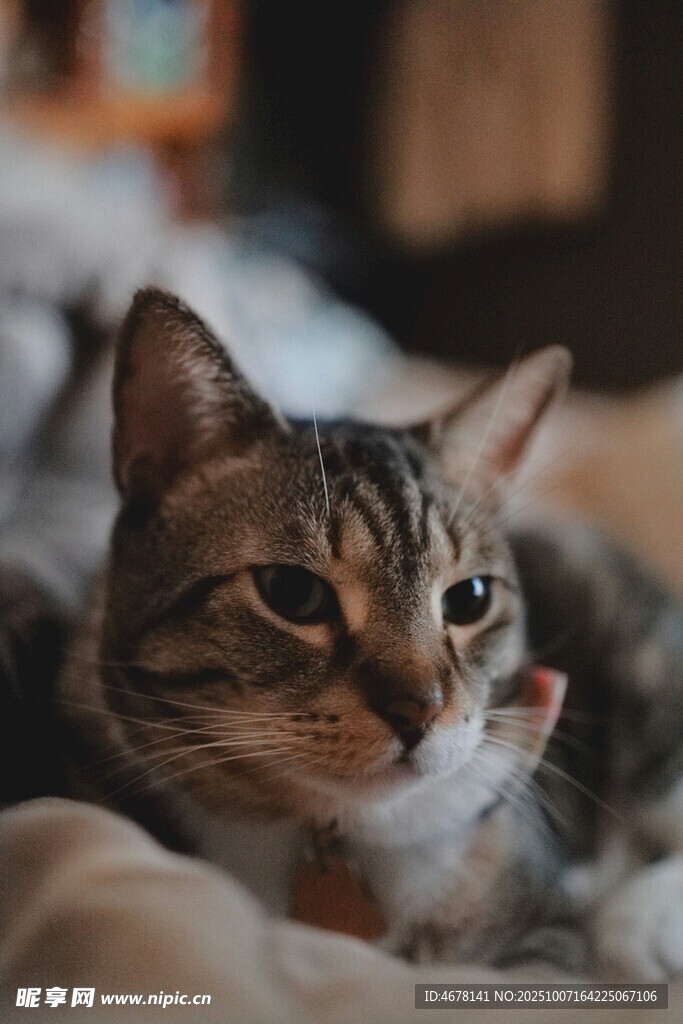 慵懒猫咪惬意卧床
