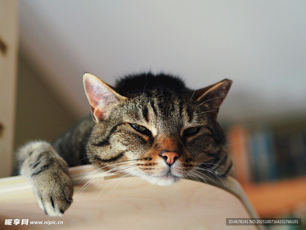 慵懒猫咪惬意趴卧