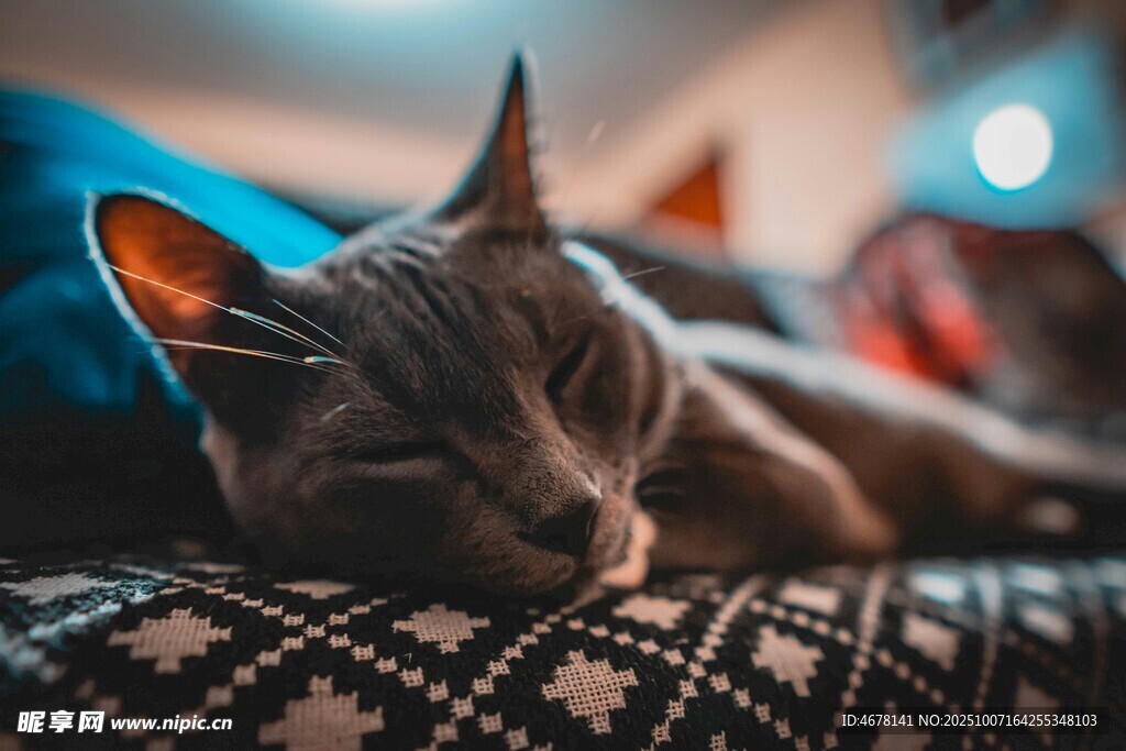 沙发上熟睡的可爱猫咪