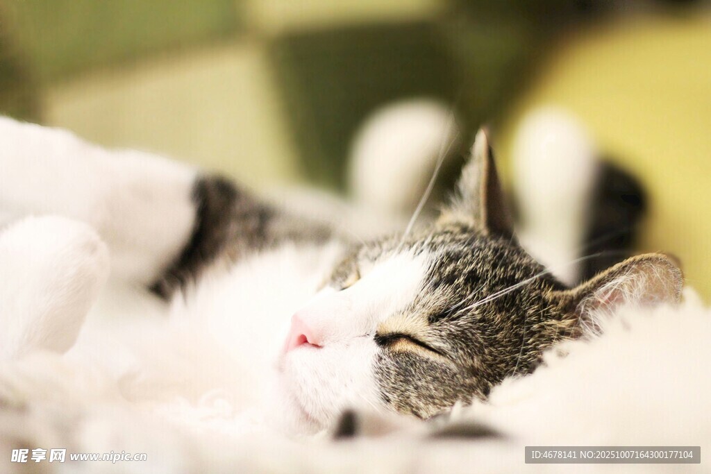 酣睡中的可爱猫咪