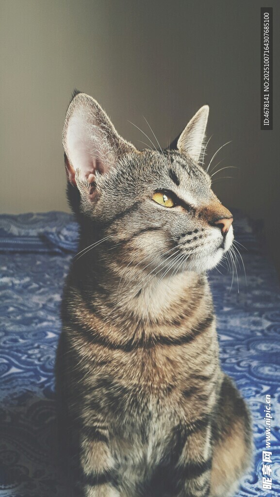 仰头猫咪模样可爱