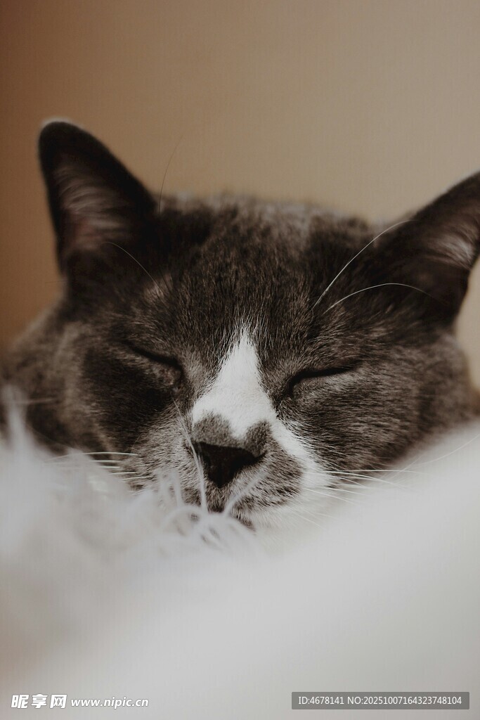 熟睡的萌猫