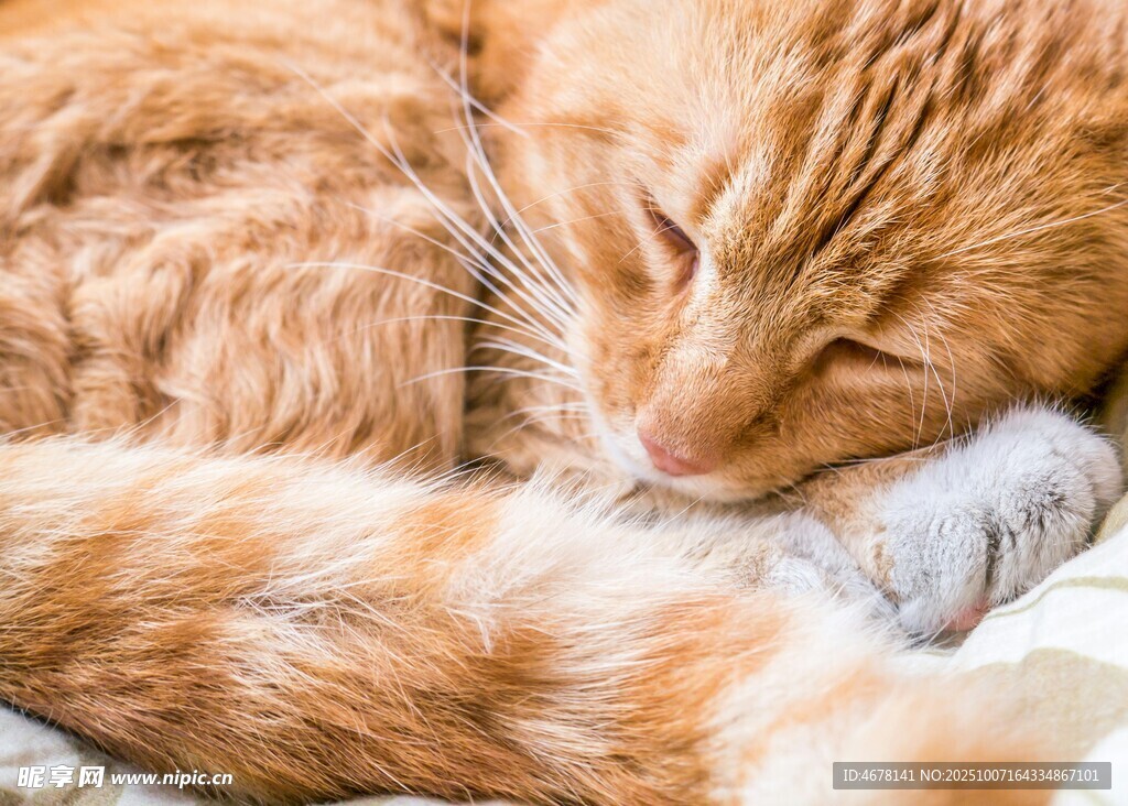 橘猫惬意入眠