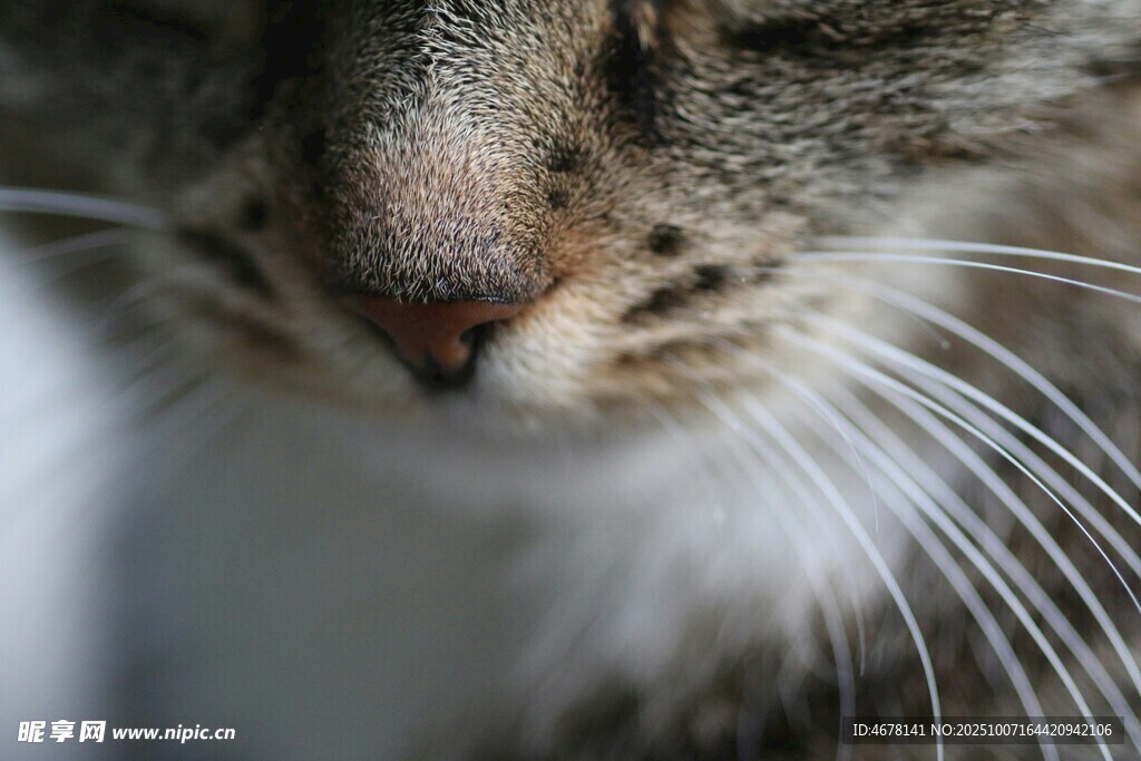 猫咪特写