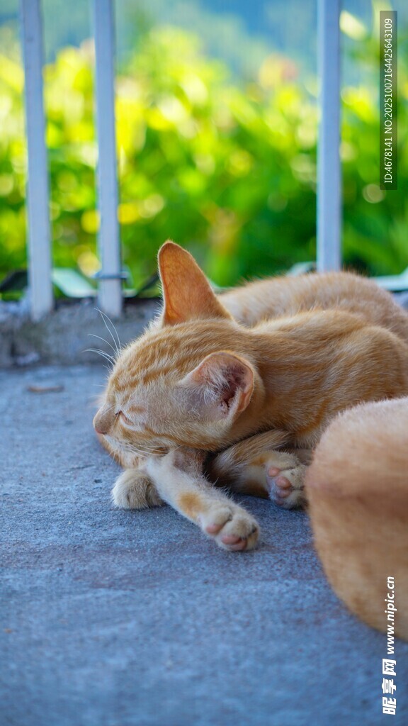 阳光下酣睡的橘猫