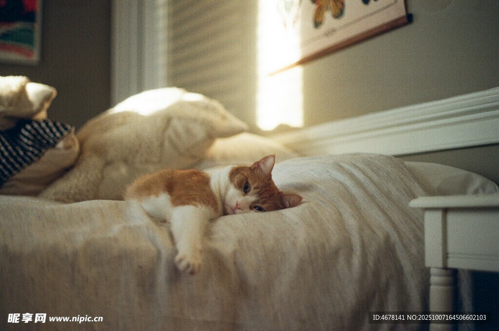 猫狗同眠于床的温馨画面