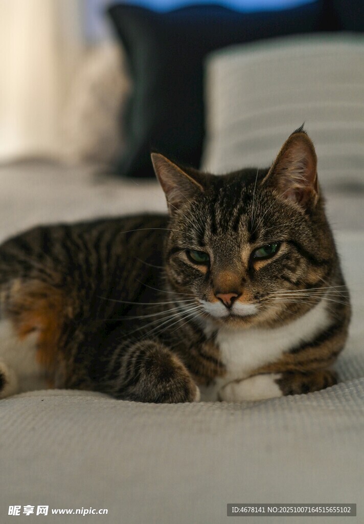 慵懒猫咪惬意躺卧