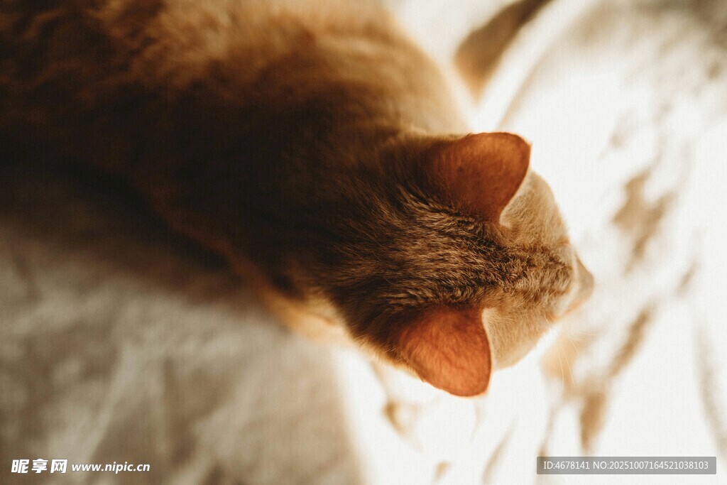 趴着的橘猫