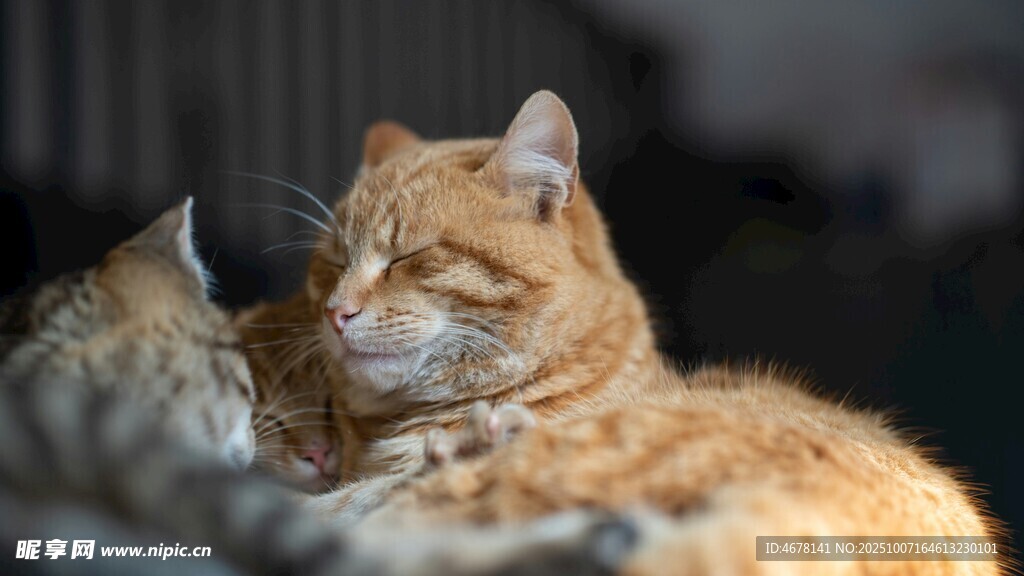慵懒橘猫惬意休憩