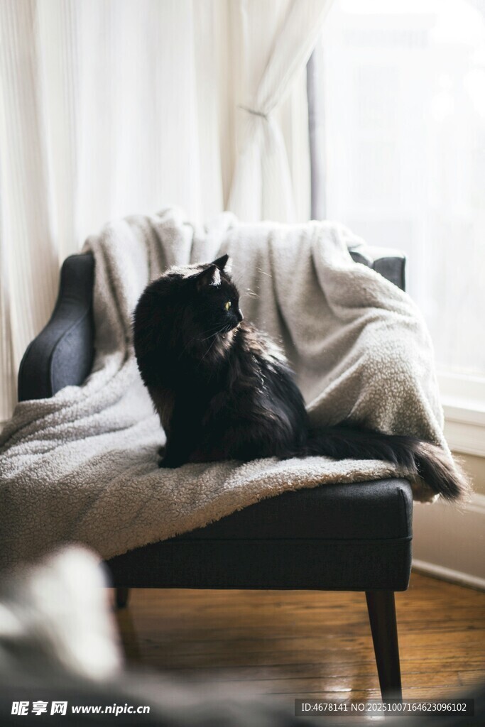 黑猫惬意躺于沙发