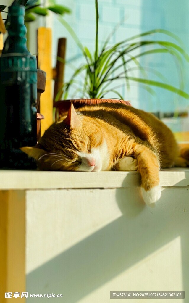 慵懒猫咪趴窗台