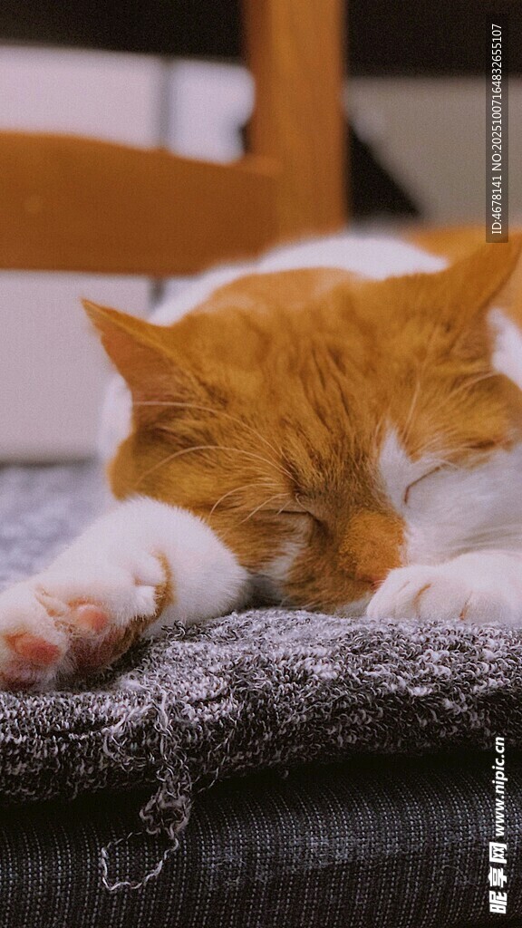 橘猫惬意躺卧睡梦中